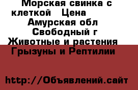 Морская свинка с клеткой › Цена ­ 1 800 - Амурская обл., Свободный г. Животные и растения » Грызуны и Рептилии   